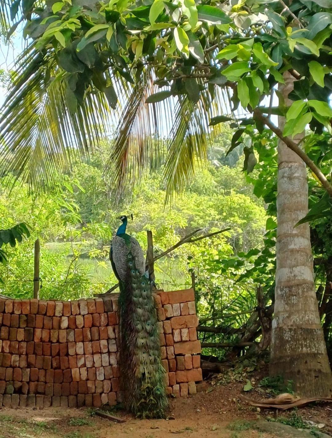 Turtle Island Cabana Тангале Екстериор снимка